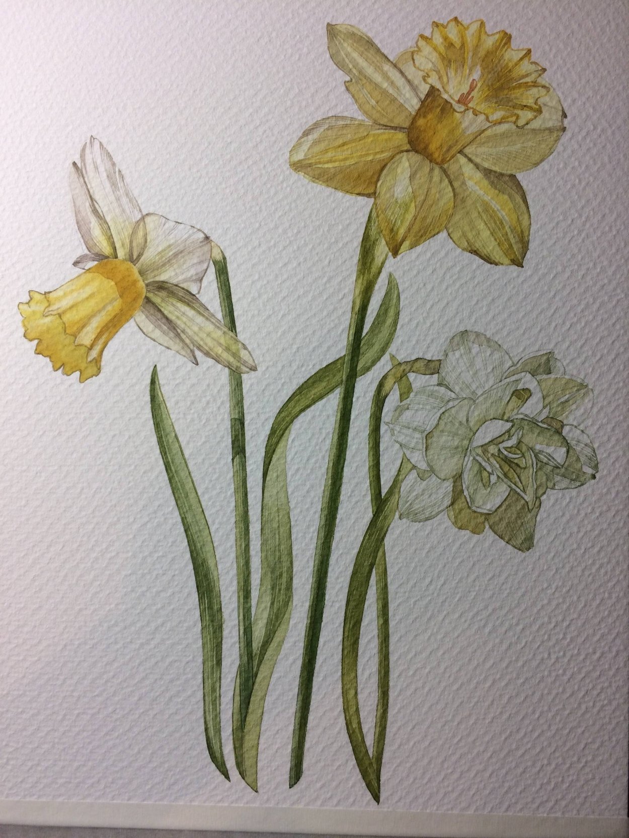 Нарциссы 1060 1060