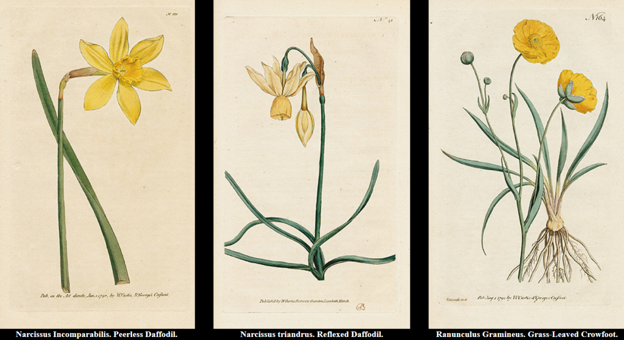 Ботанический журнал Кертиса