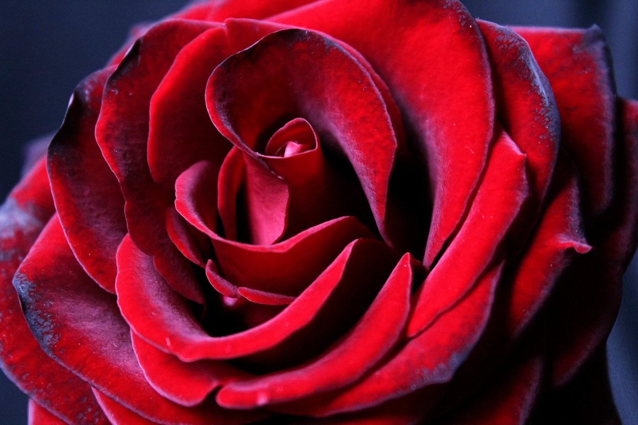 Красный бархат с розами