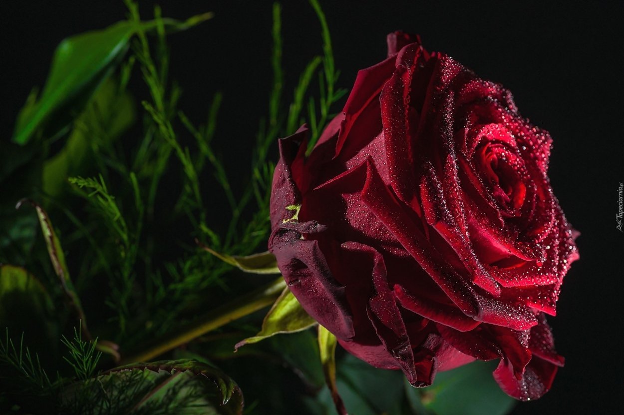 Роза Миледи