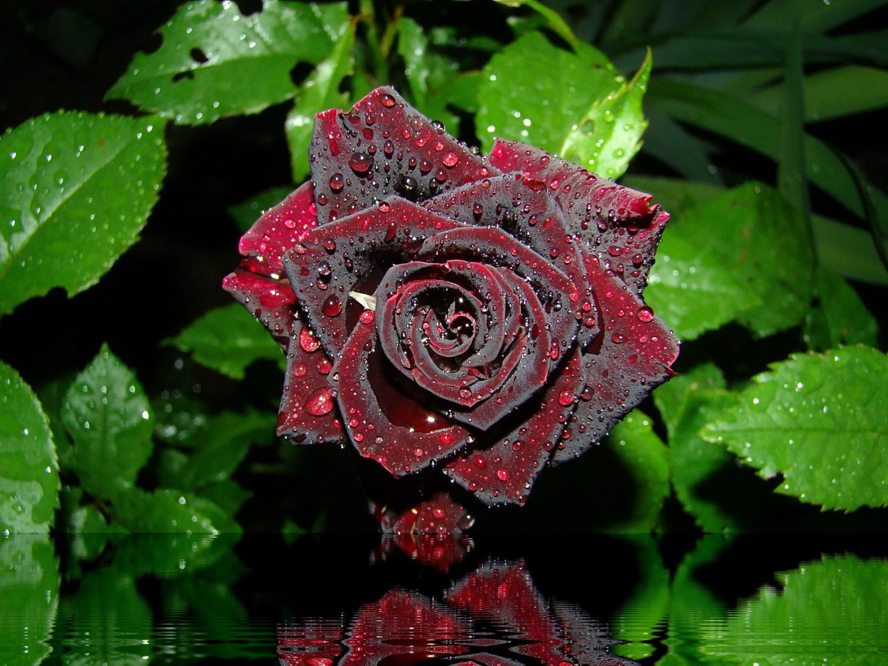 Бордовая роза в росе