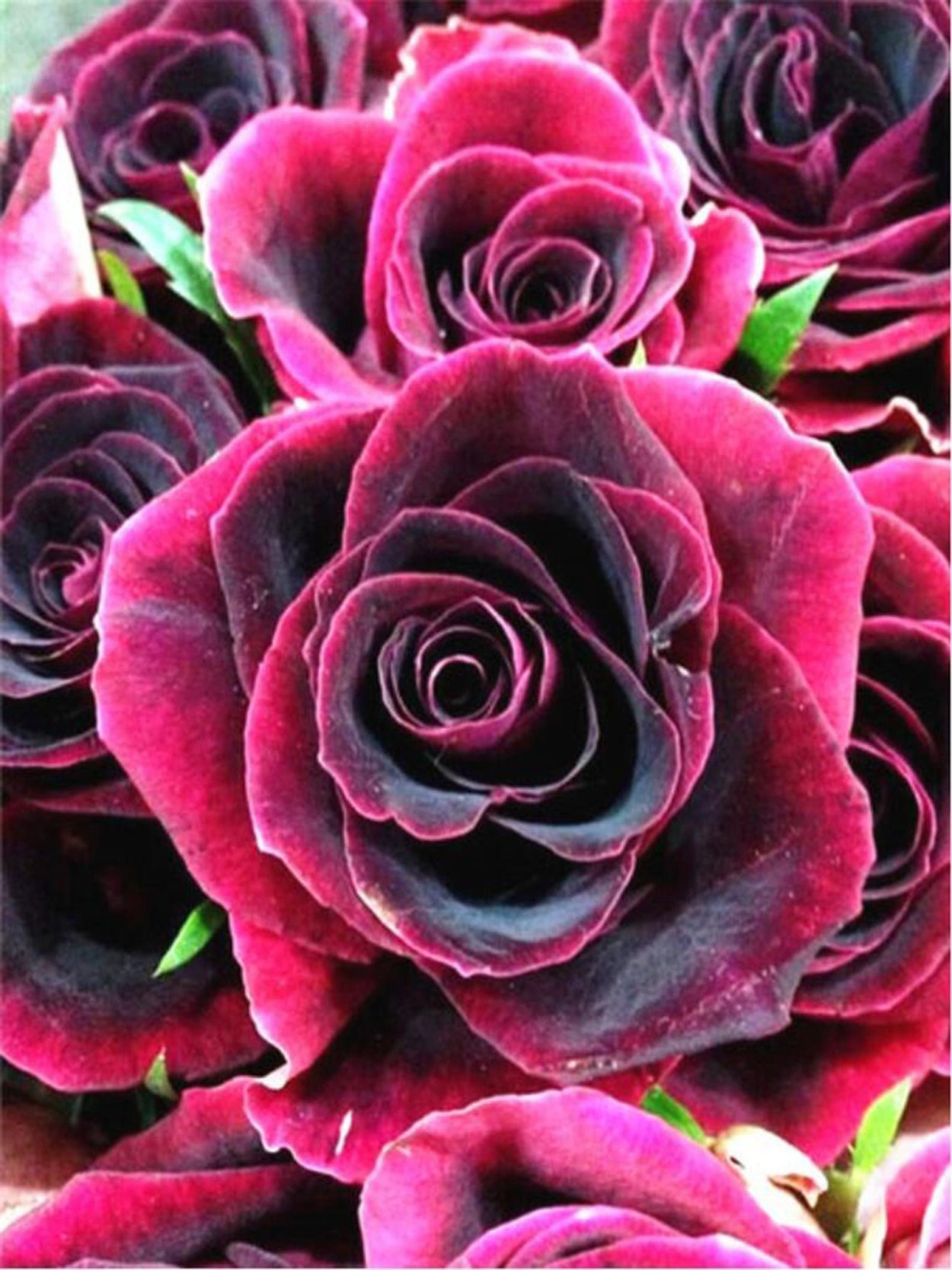 Роза Блэк Бьюти