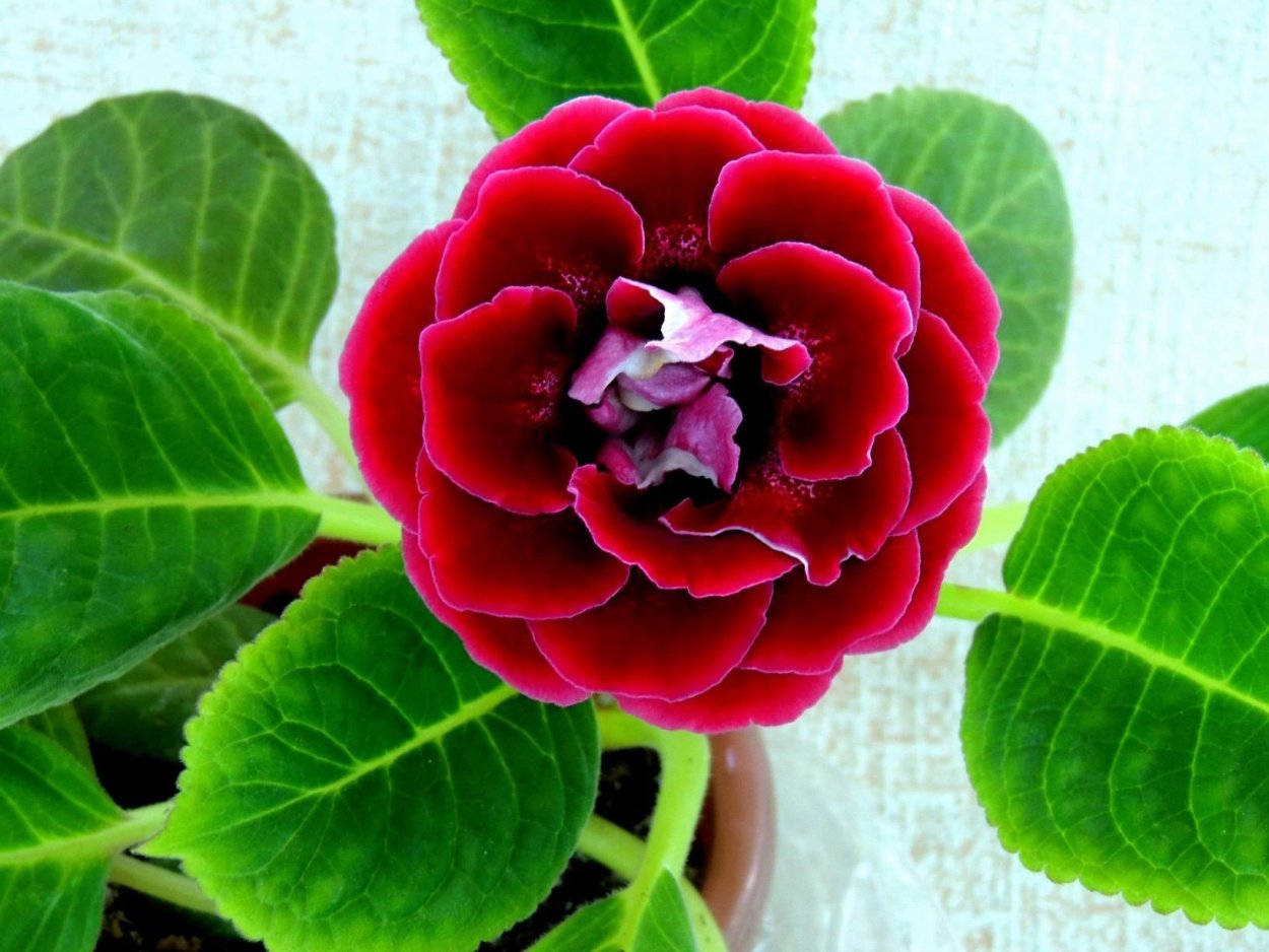 Глоксиния Инфинити