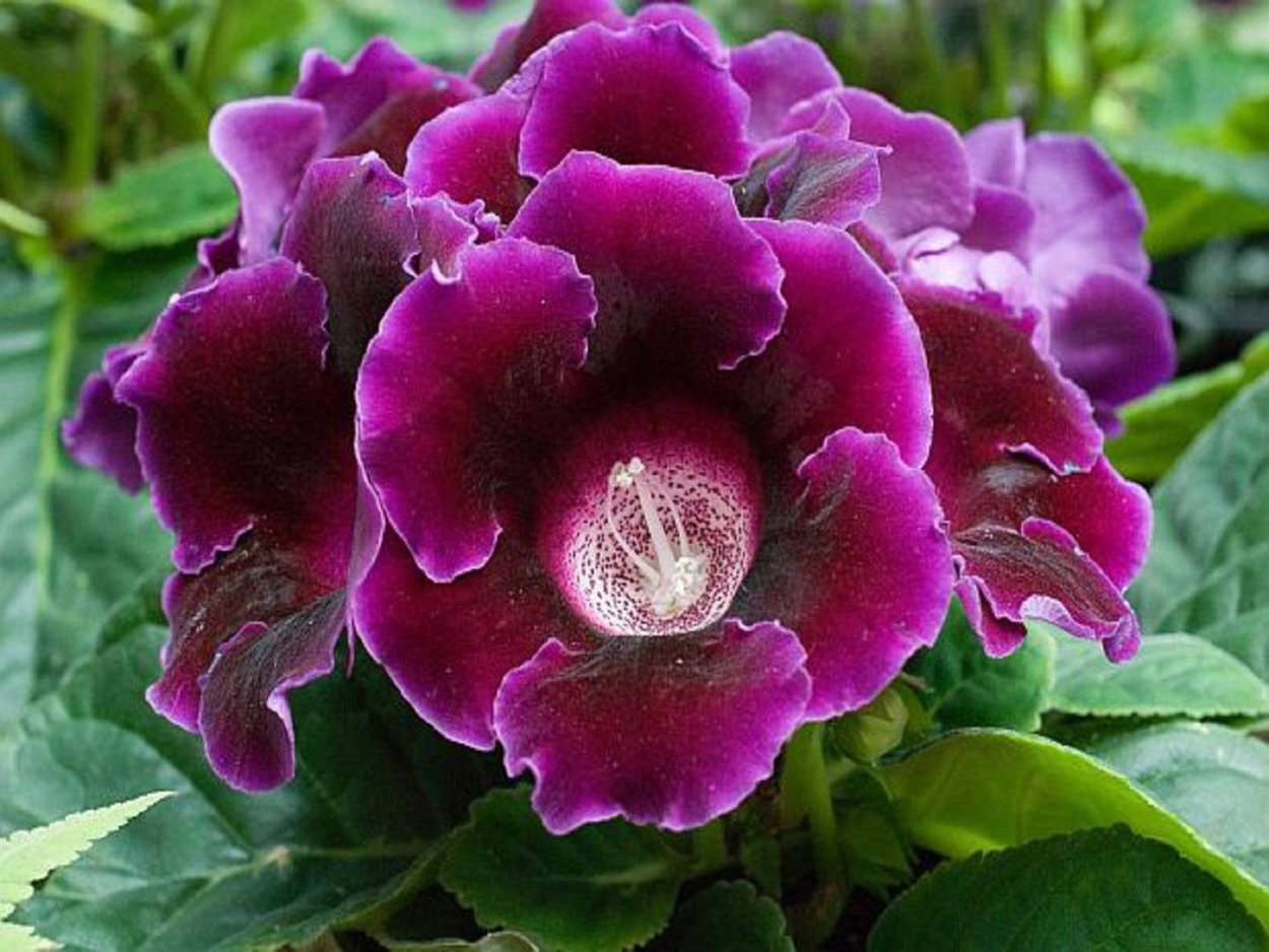 Цветок глоксиния