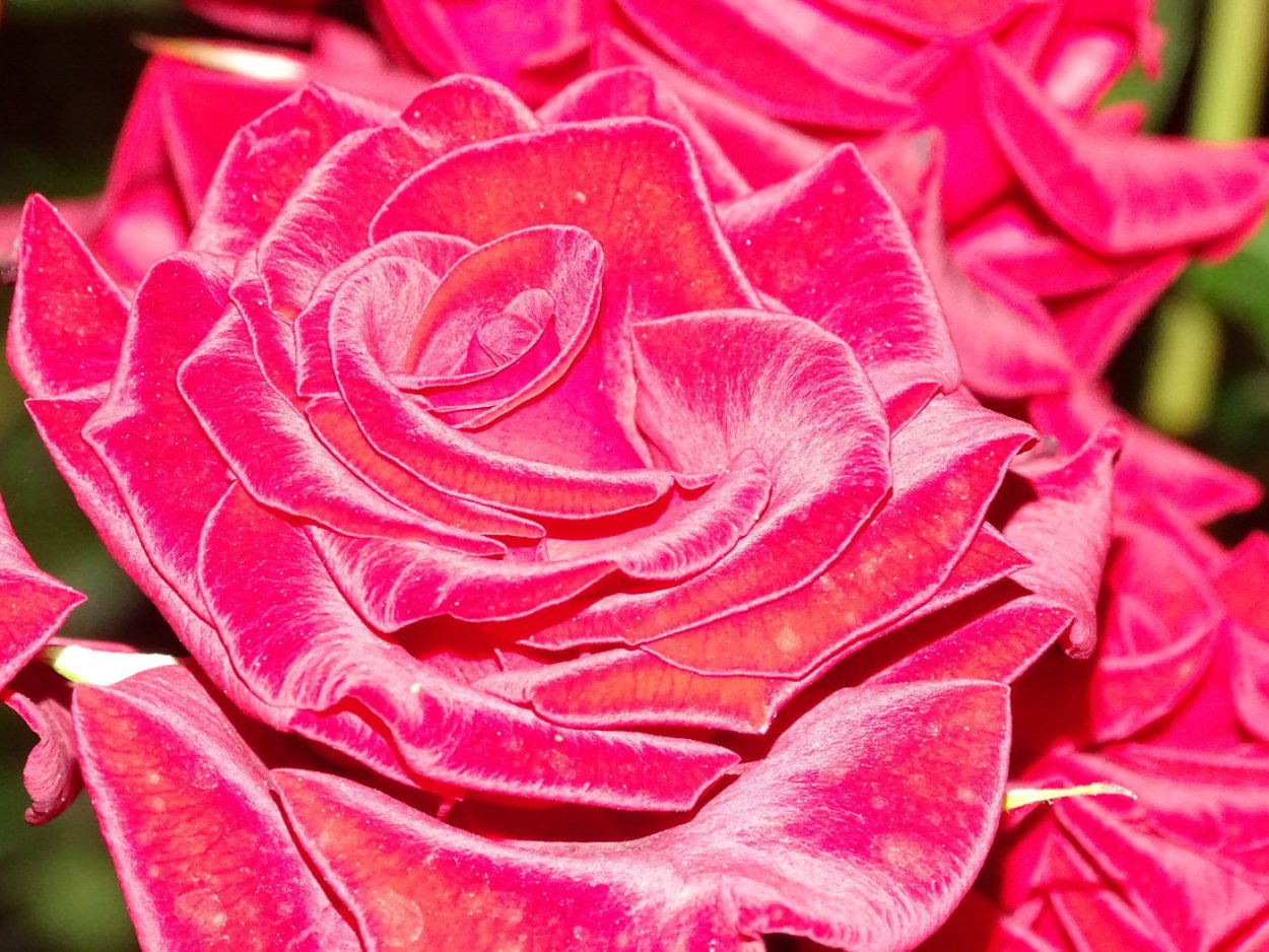 Цветок бархатной розы