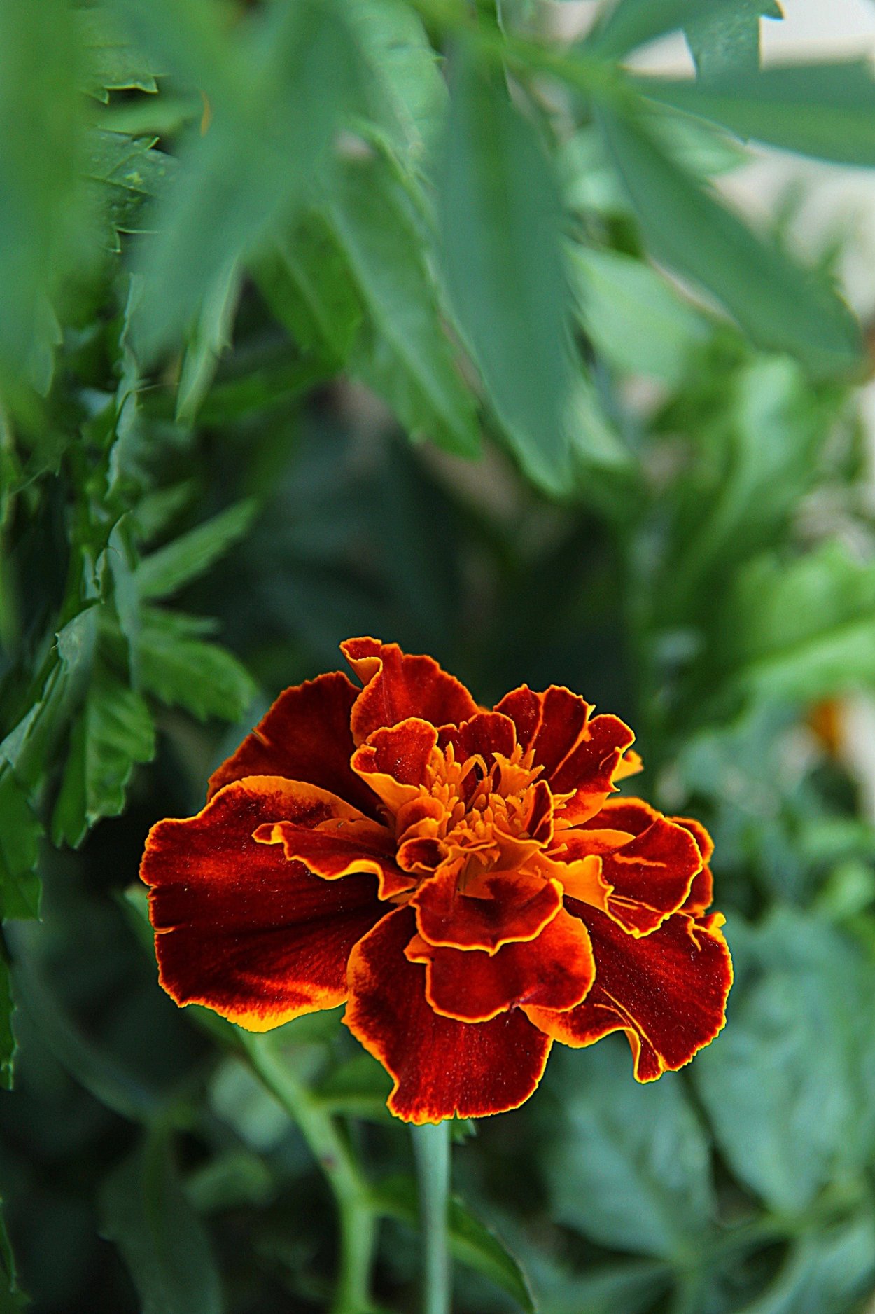 Бархатные цветы