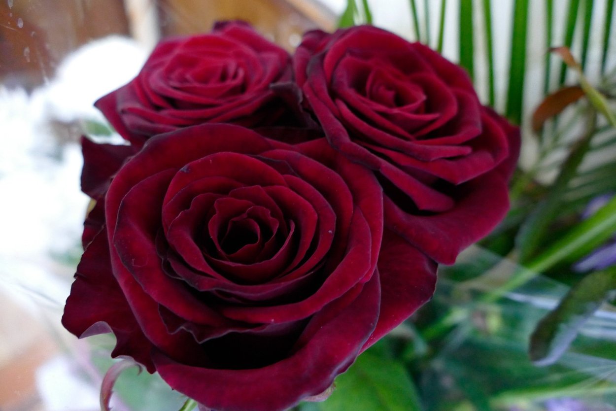 Роза одноголовая бордовая