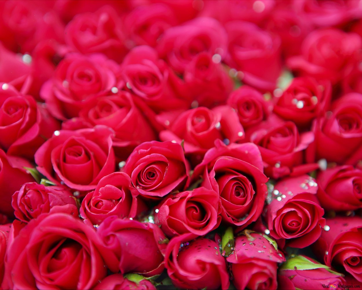 Миллион алых роз