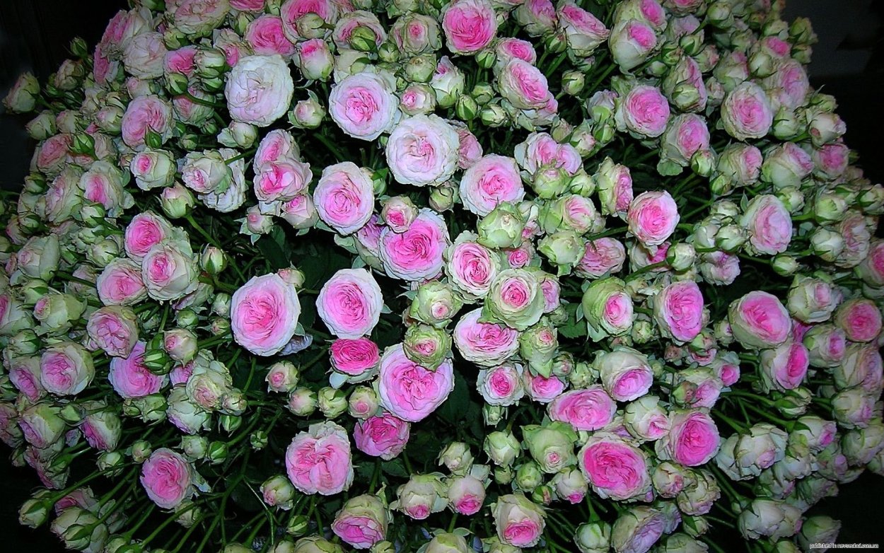 Роза Априкот Лейс