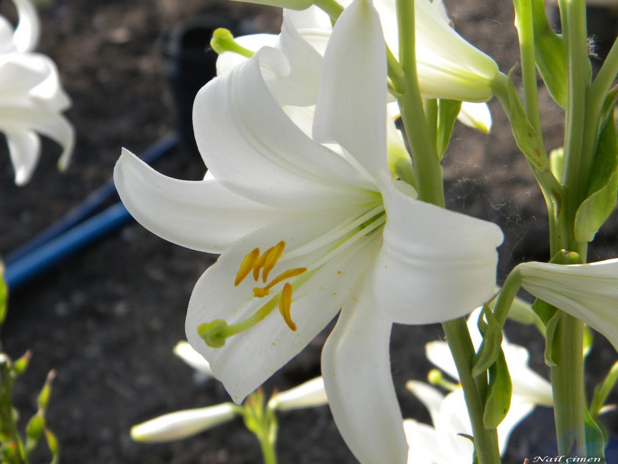 Лилия Кандидум листья