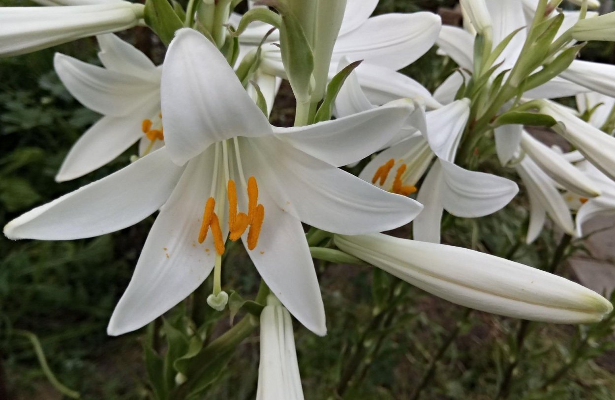 Кандидум гибриды