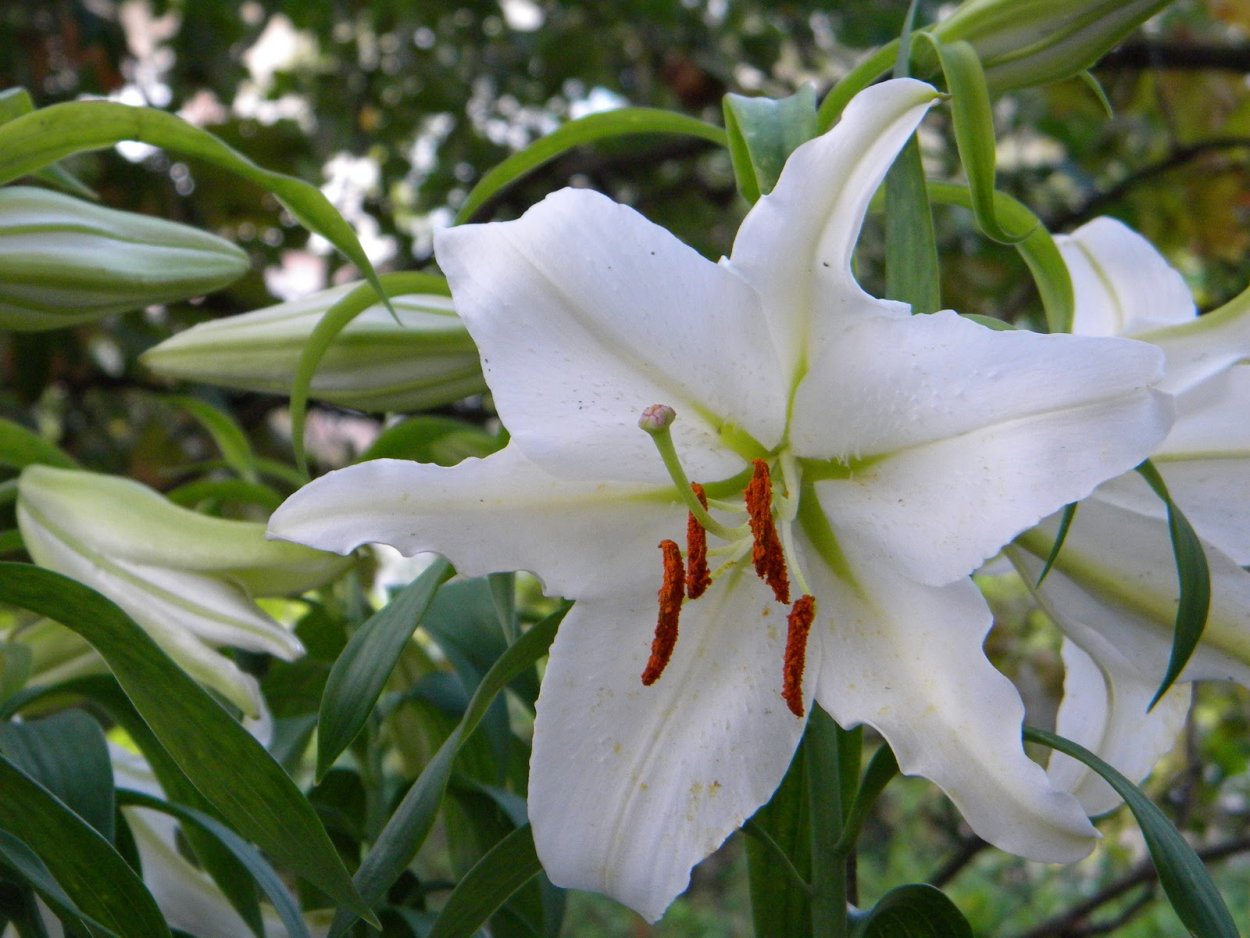 Лилия белоснежная (l. candidum)