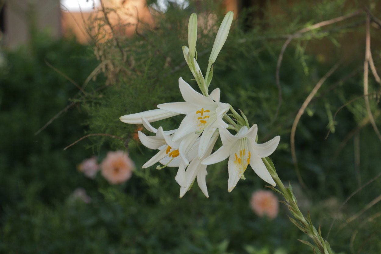 Лилия Кандидум символ