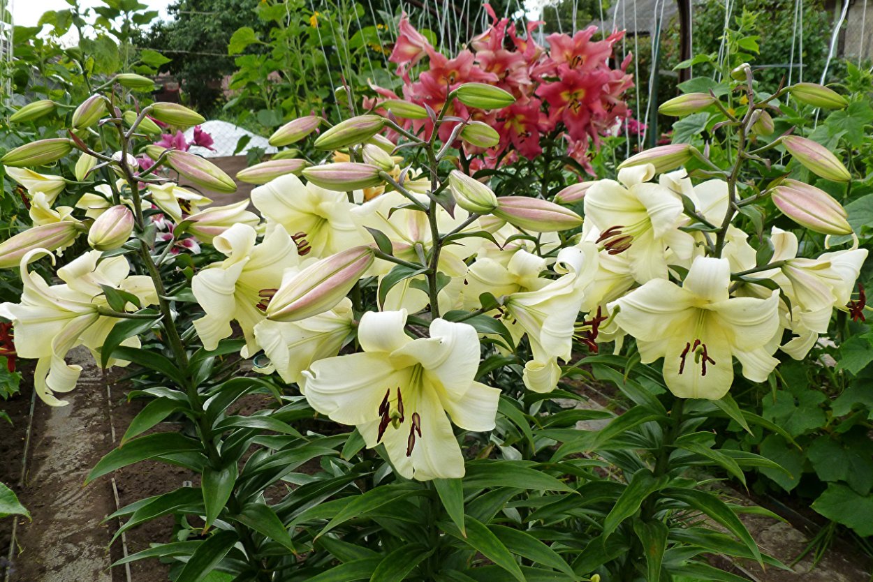 Лилия опера от-гибриды