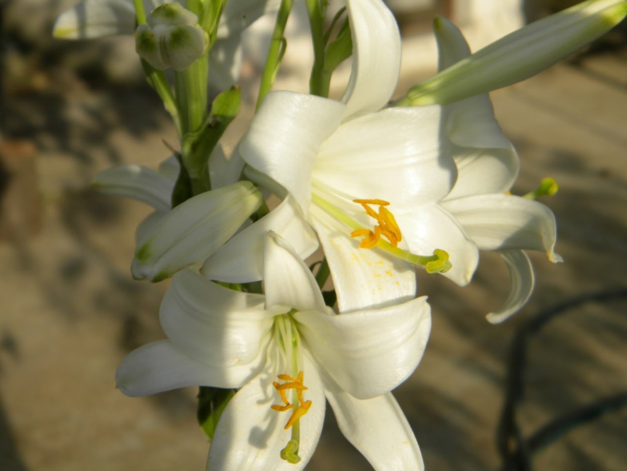 Луковицы лилий Кандидум