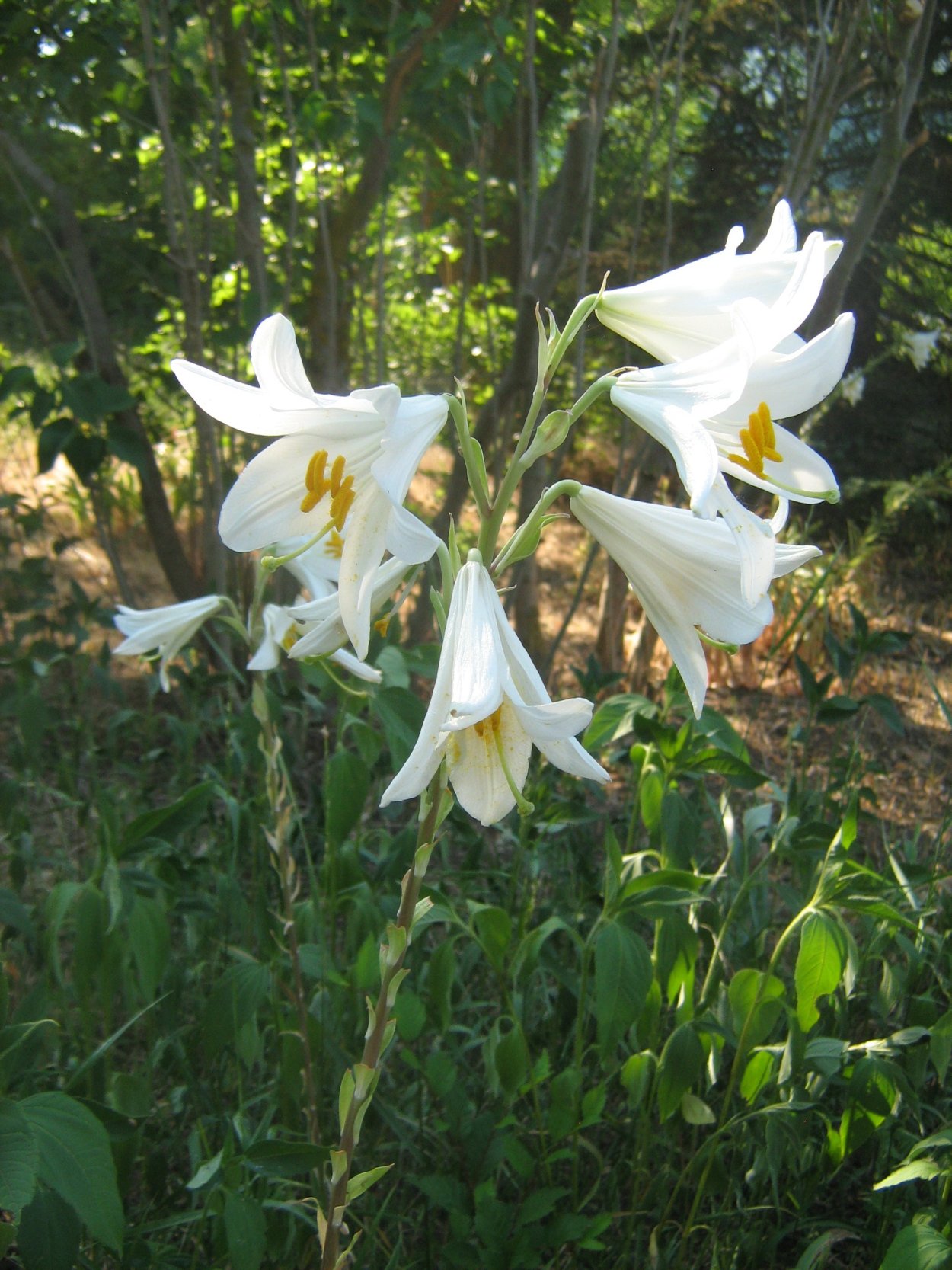 Лилия Кандидум (Lilium candidum)