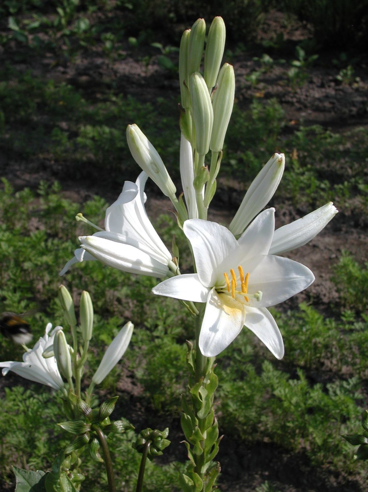 Лилия Кандидум (Lilium candidum)