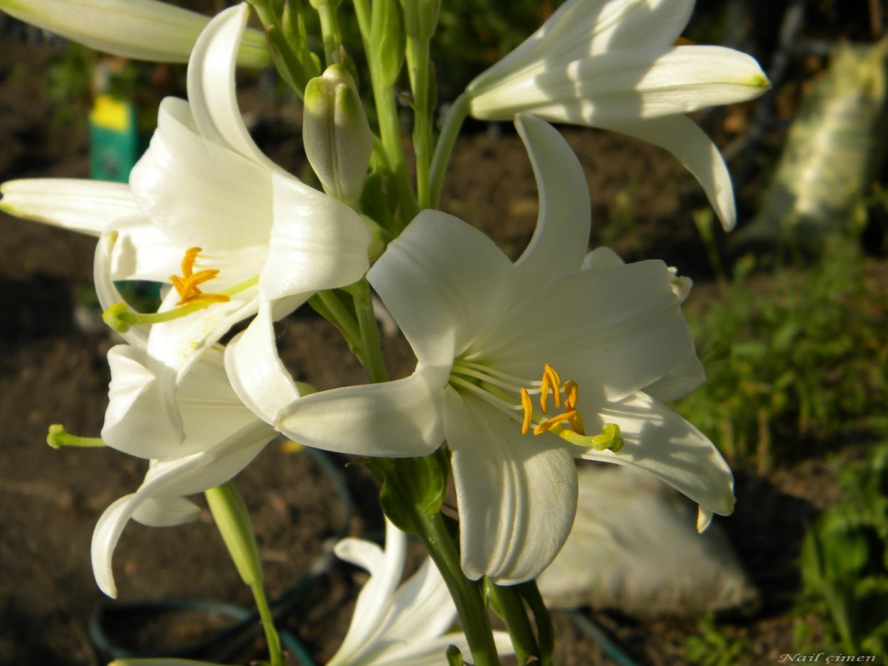 Луковицы лилий Кандидум