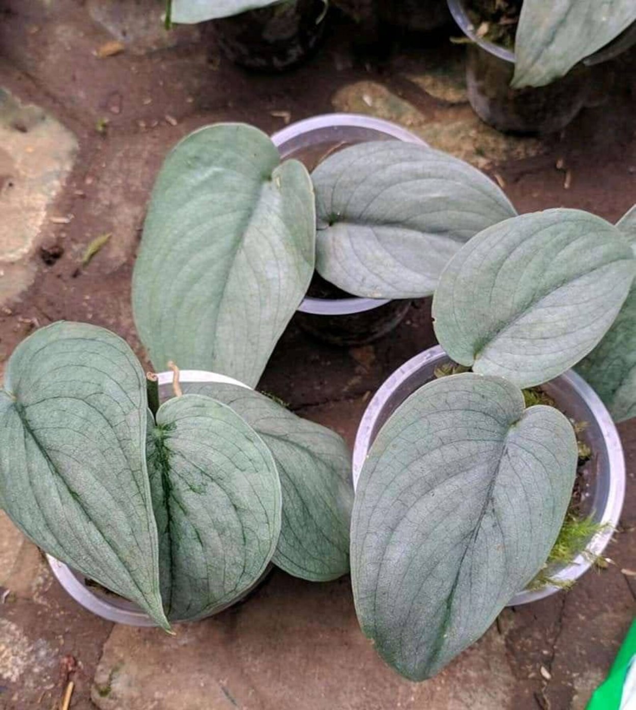 Сциндапсус Сильвер Хиро