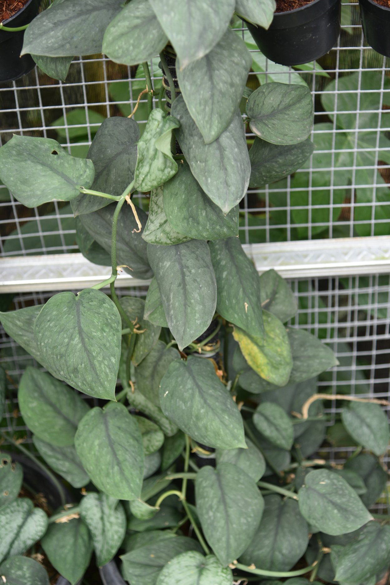 Сциндапсус Сильвер дарк