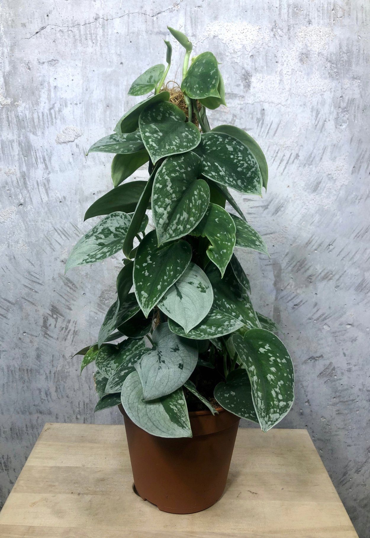 Scindapsus pictus 'Silvery Ann'