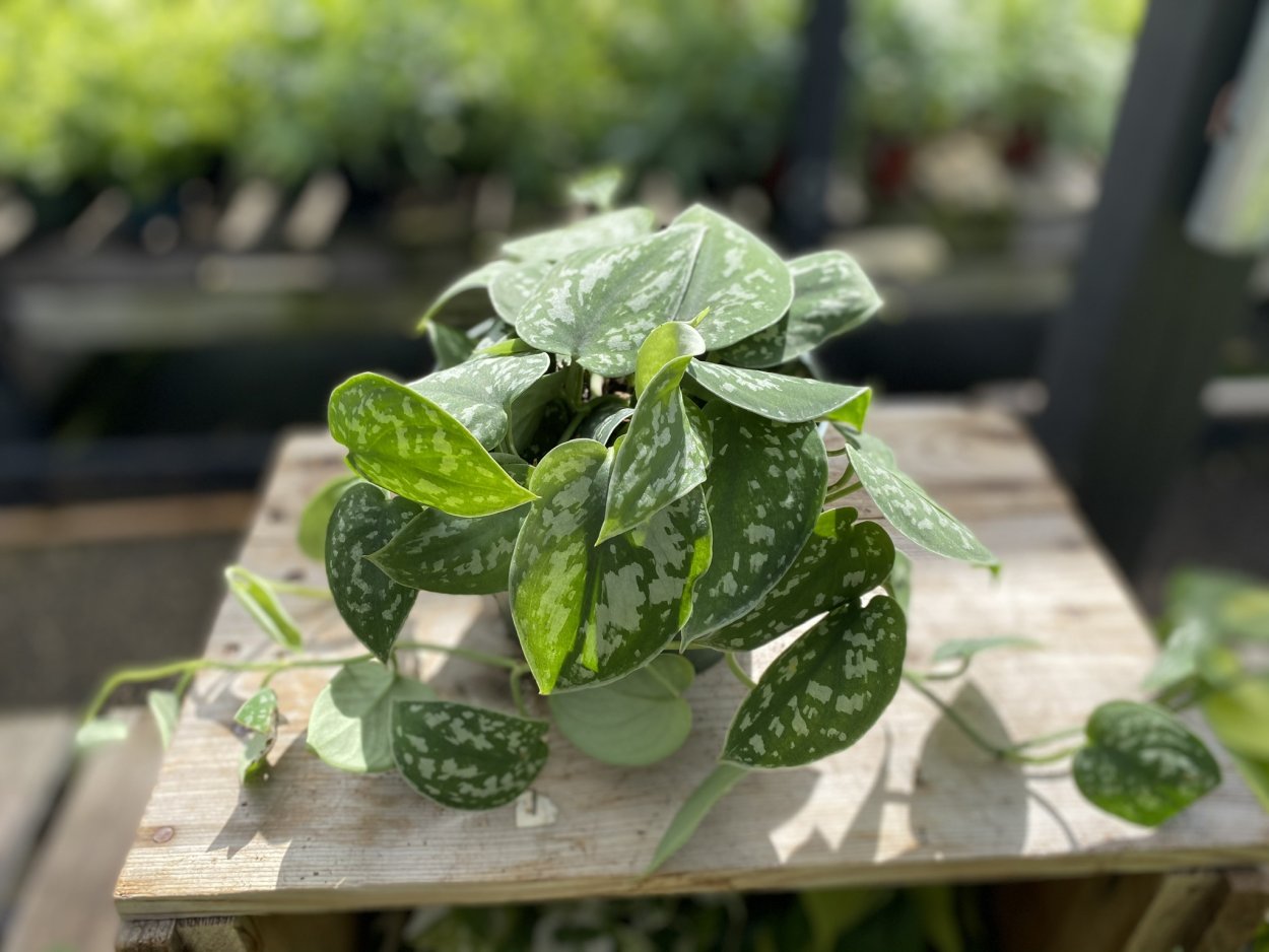 Сциндапсус Пиктус Сильвер сатин