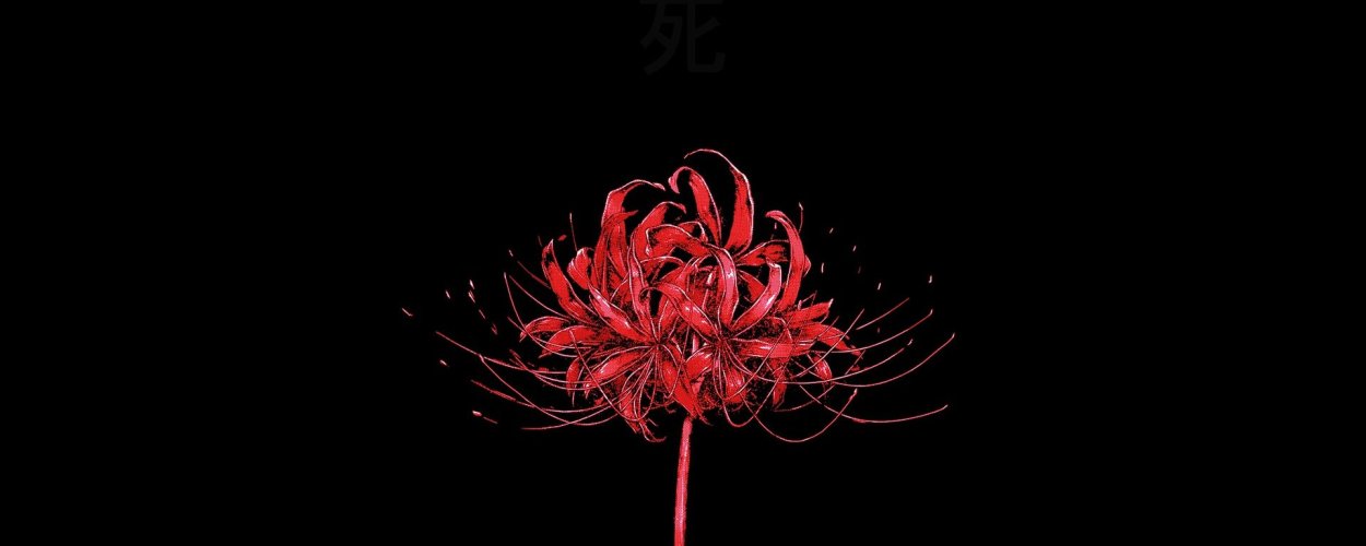 Ликорис черный