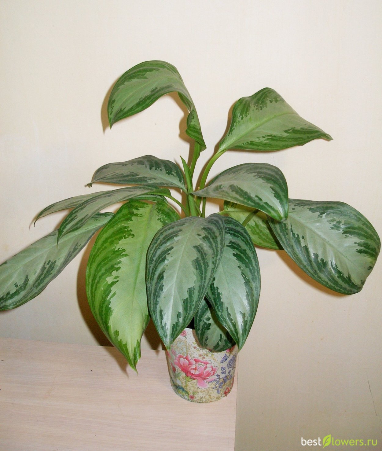 Аглаонема Амазон Сильвер