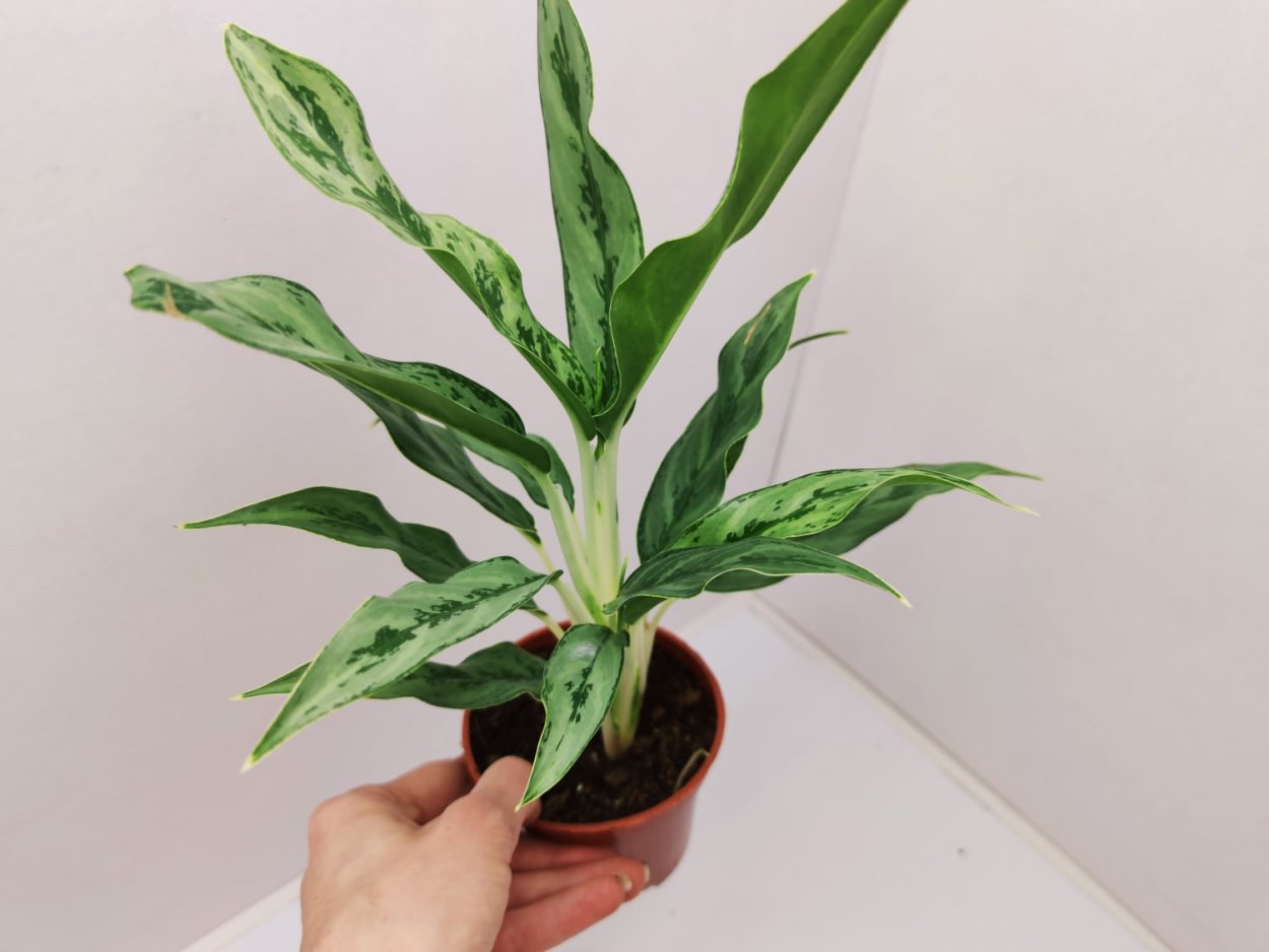 Аглаонема Крылья ангела