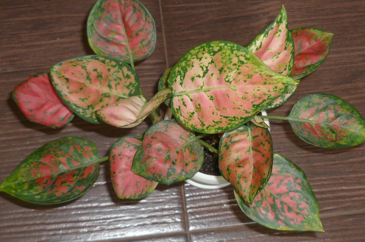 Аглаонема Pink Indonesia