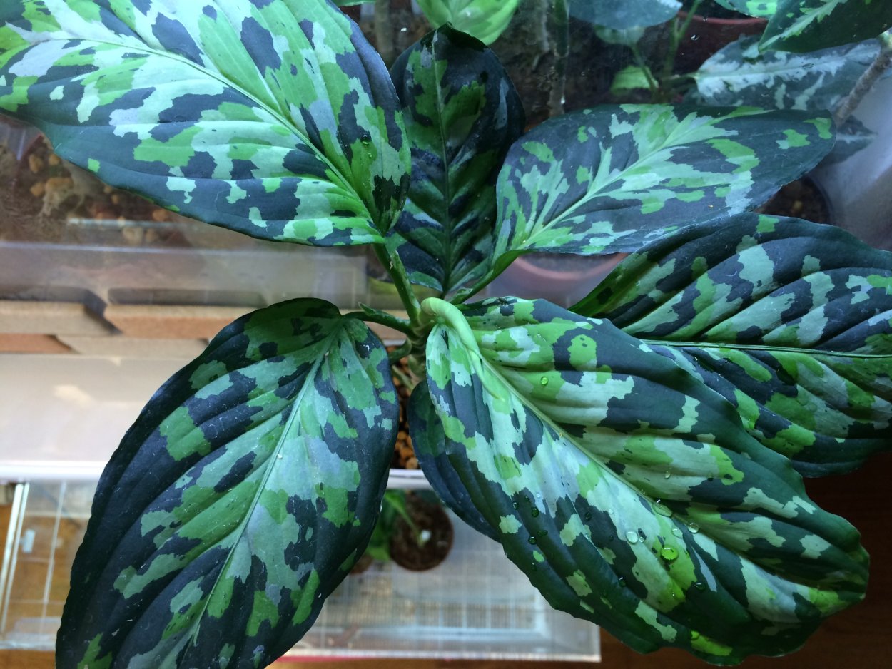 Аглаонема Голден бэби