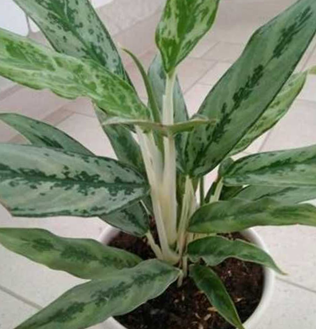 Аглаонема pra Khan Prom