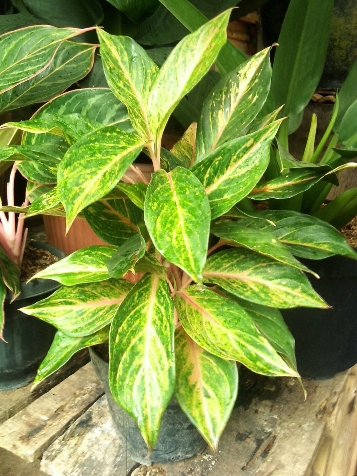 Аглаонема Грин Еллоу