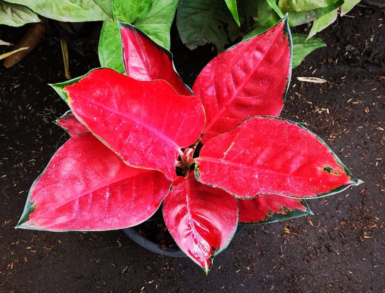 Аглаонема Cherry Star