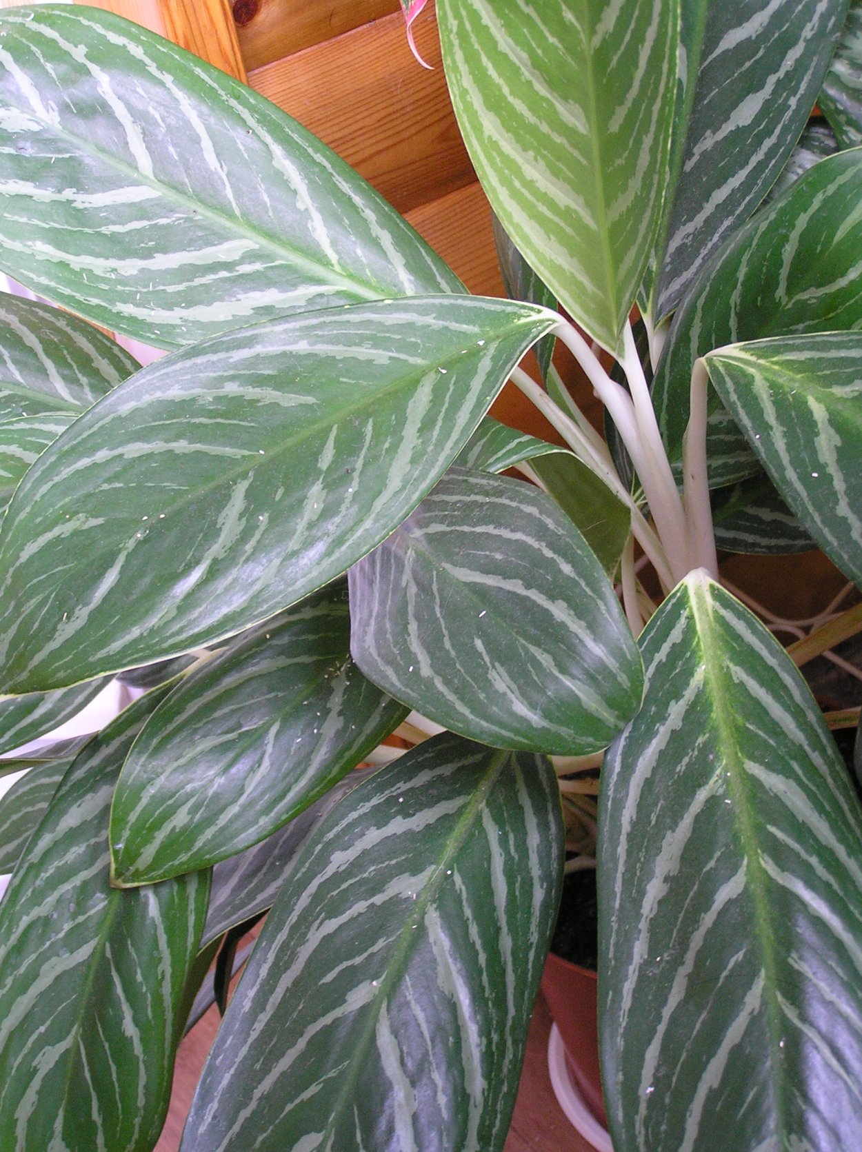 Аглаонема серебряный залив