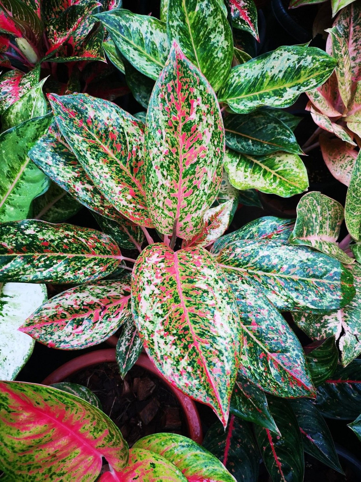 Аглаонема Джульетта