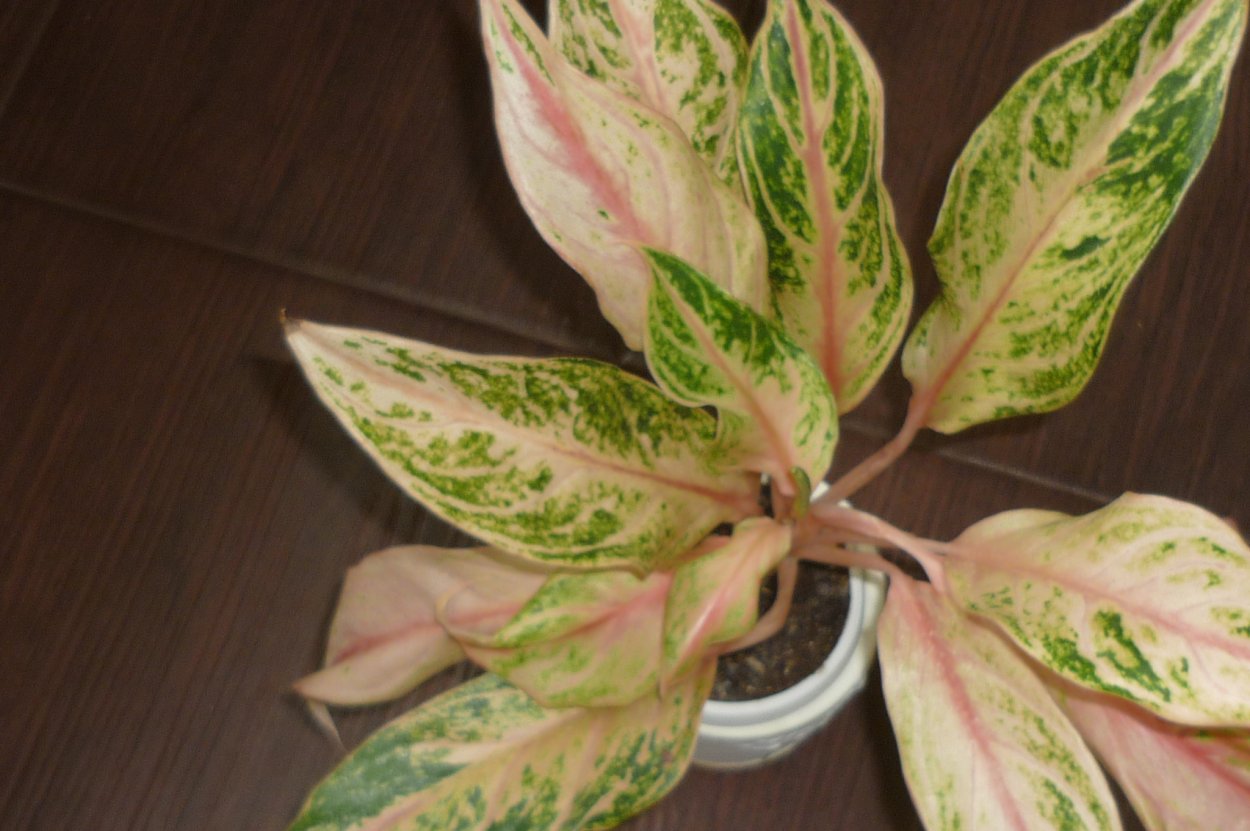 Аглаонема Арлекин