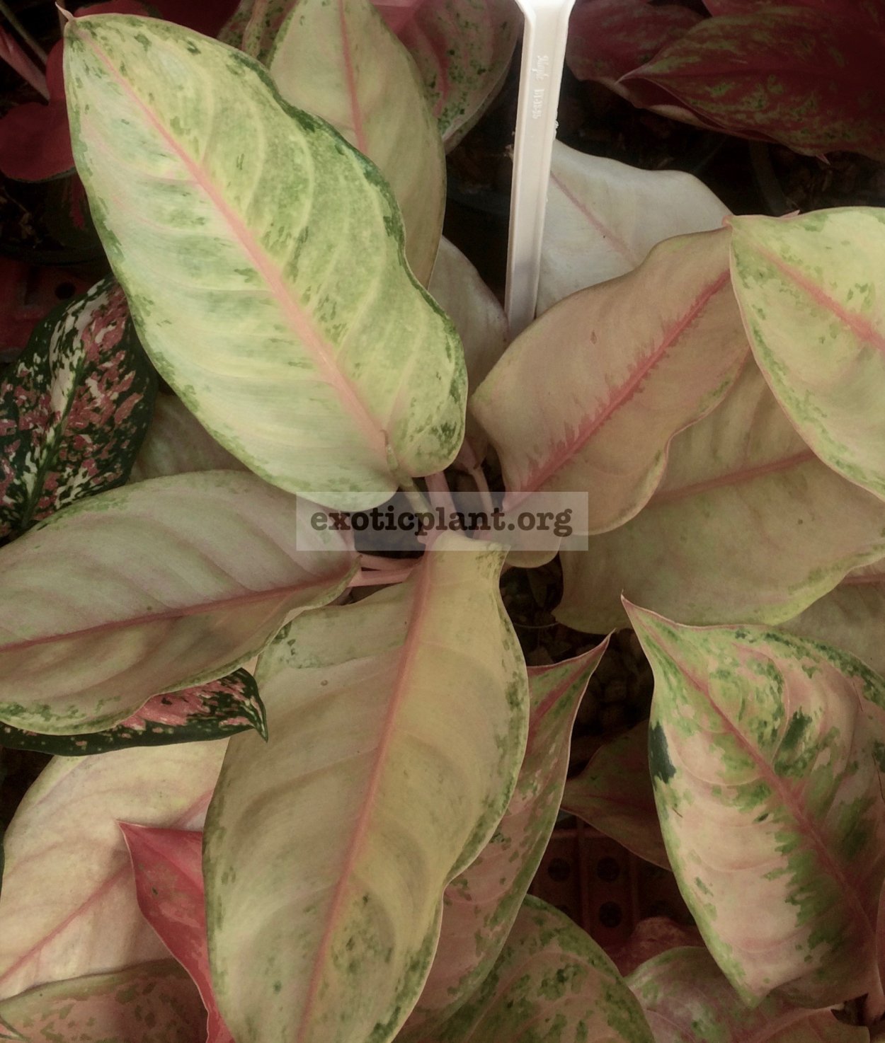 Аглаонема Грин Фрозен