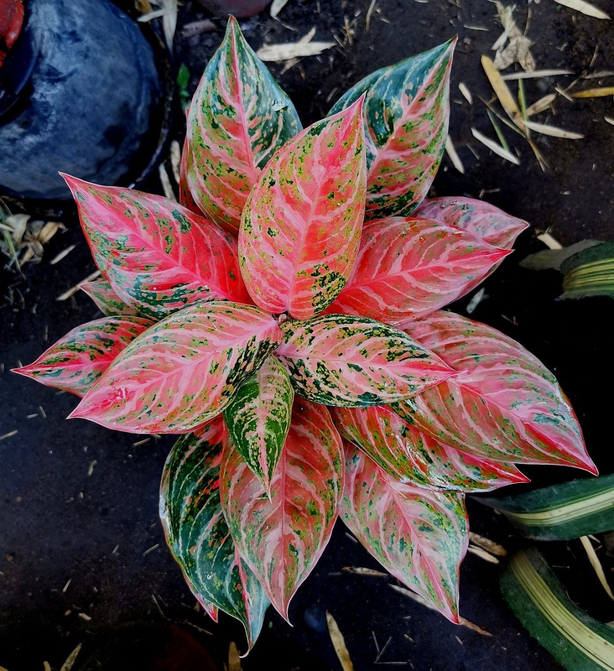 Аглаонема Кордилина