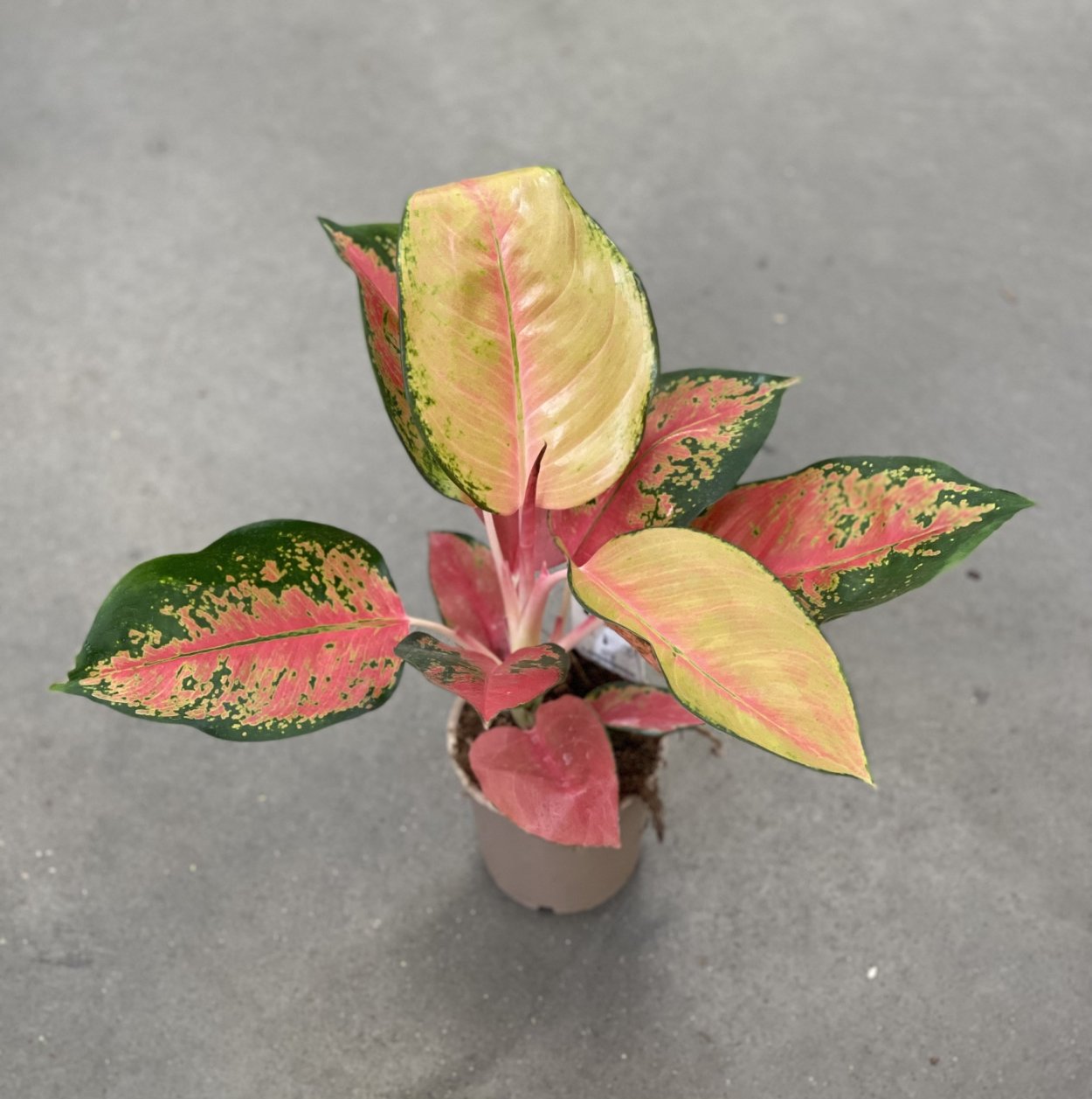 Аглаонема оранж Стар