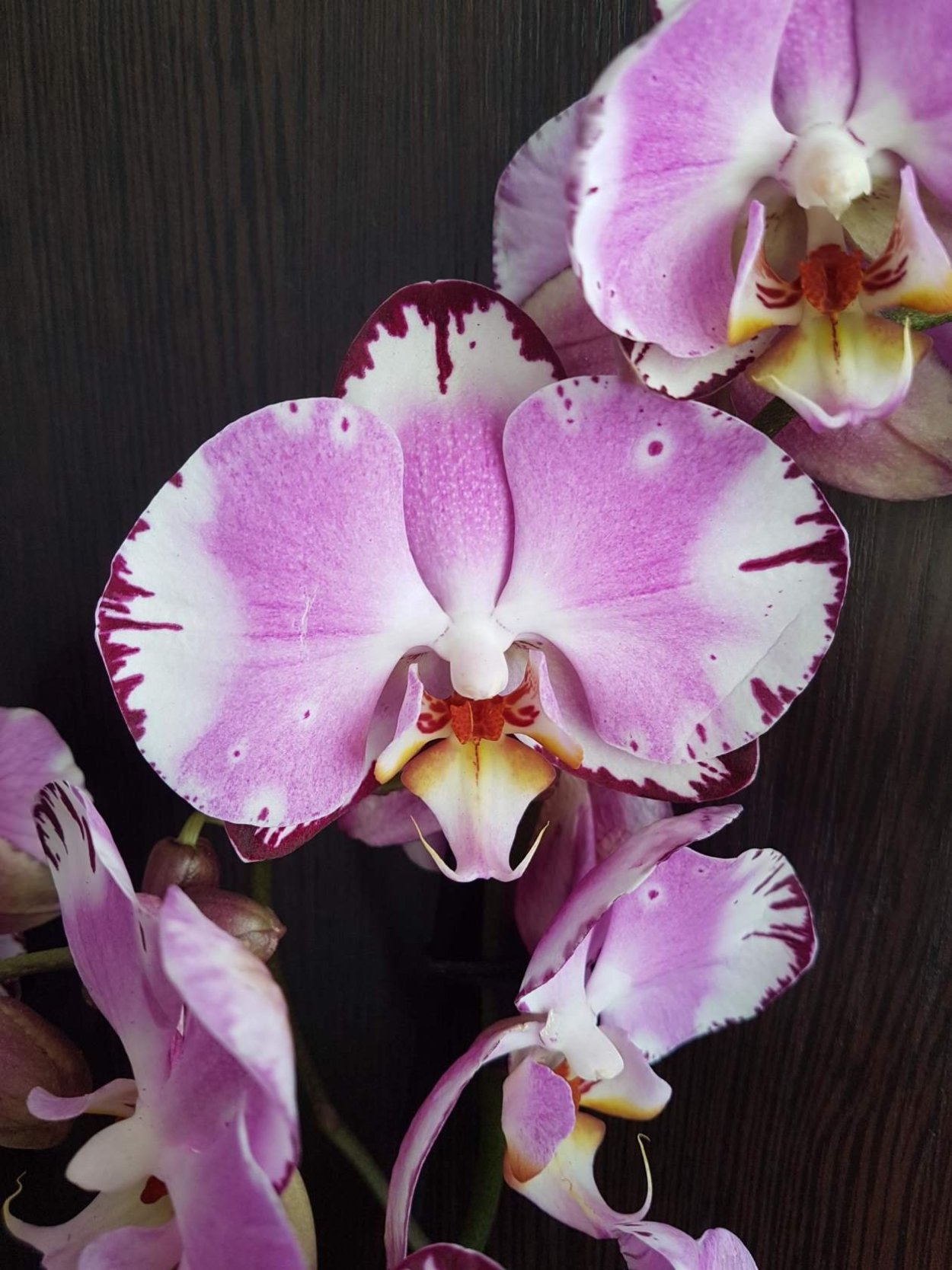Фаленопсис Леванте (Phalaenopsis Levante)