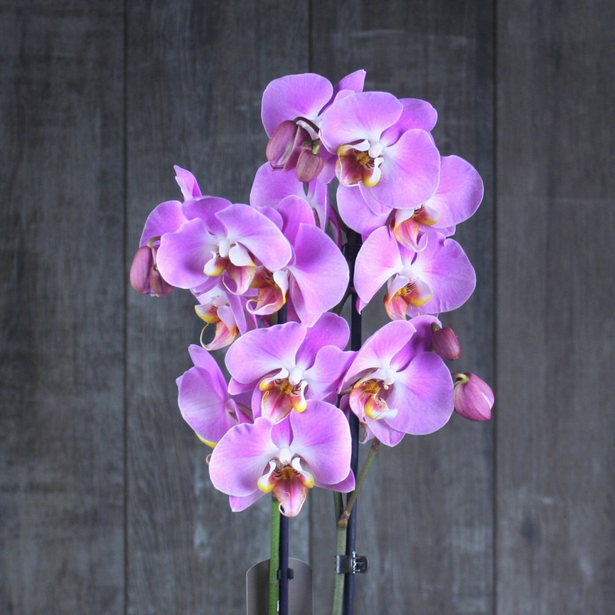 Орхидея фаленопсис джойрайд