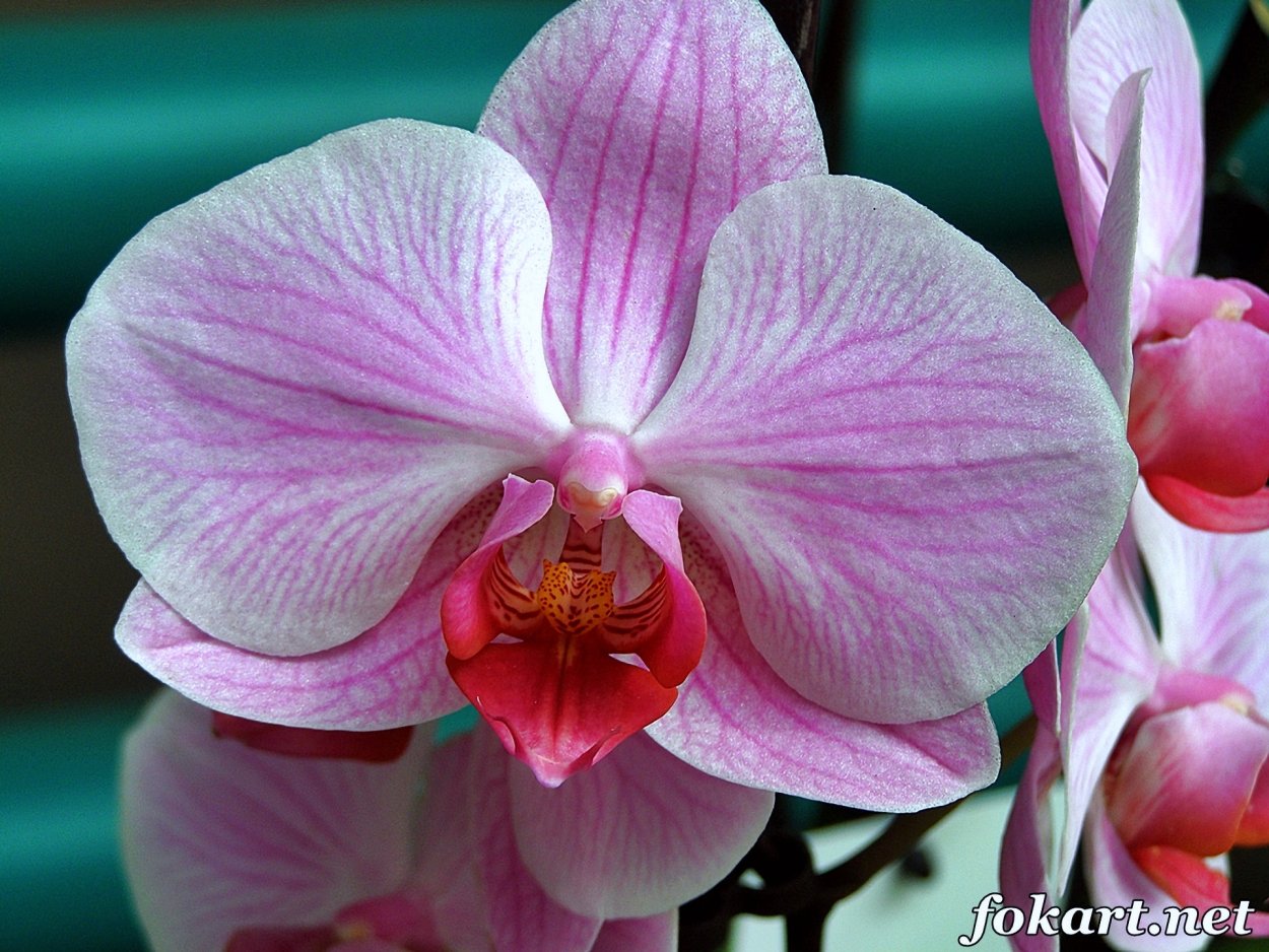 Орхидея Пинк Клауд