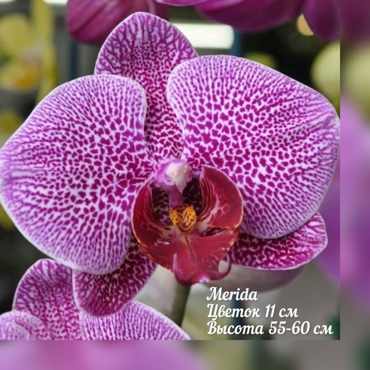 Фаленопсис Монтеррей