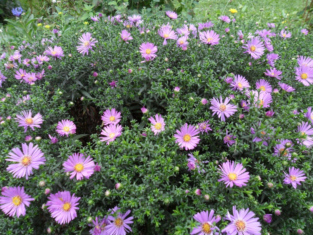 Астра Альпийская Violet