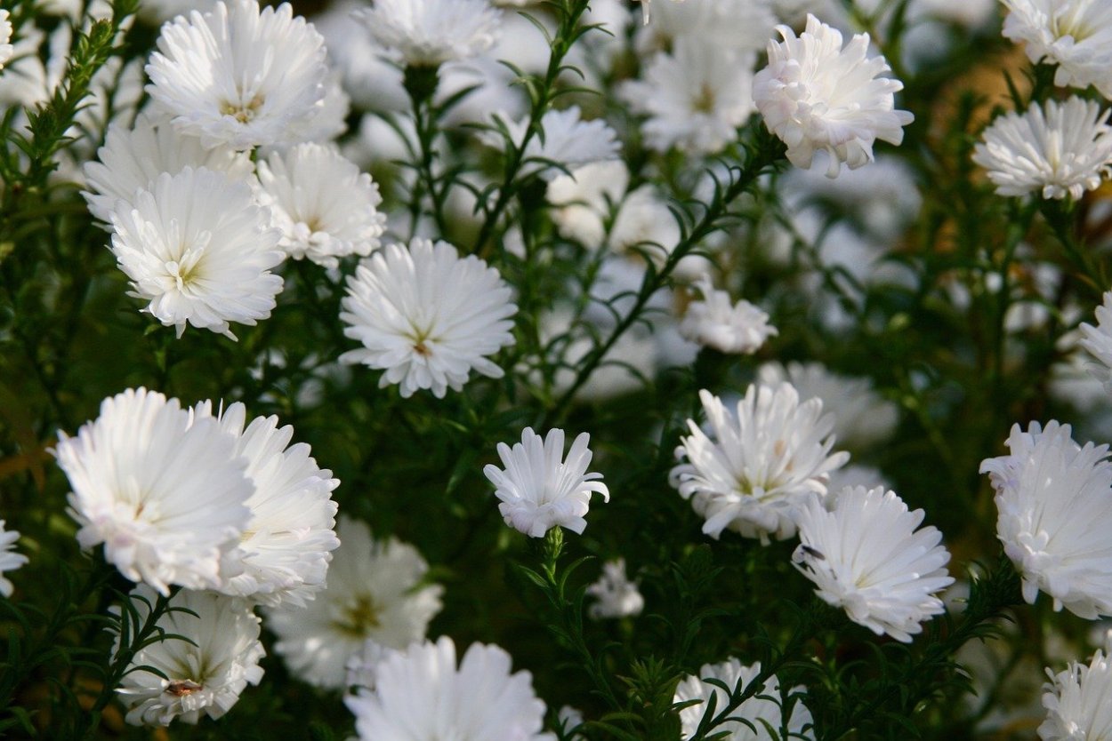 Астра Вайт Ледиз