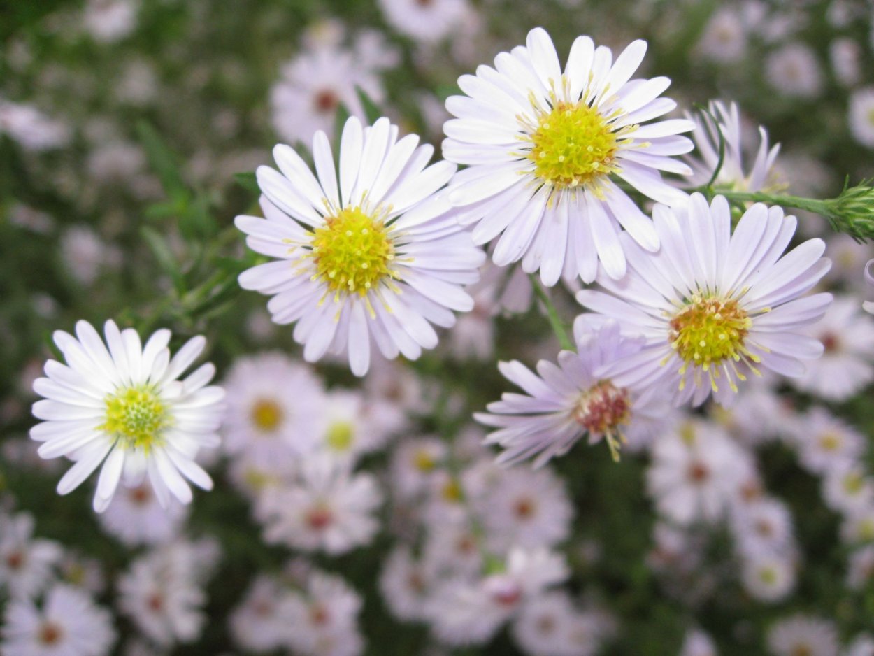 Астры Aster ericoides