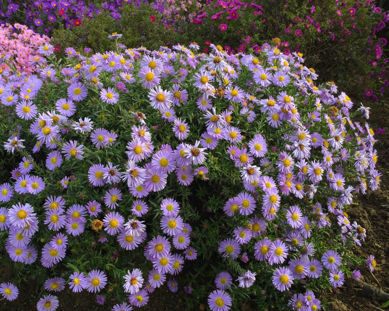 Астра новобельгийская голубая