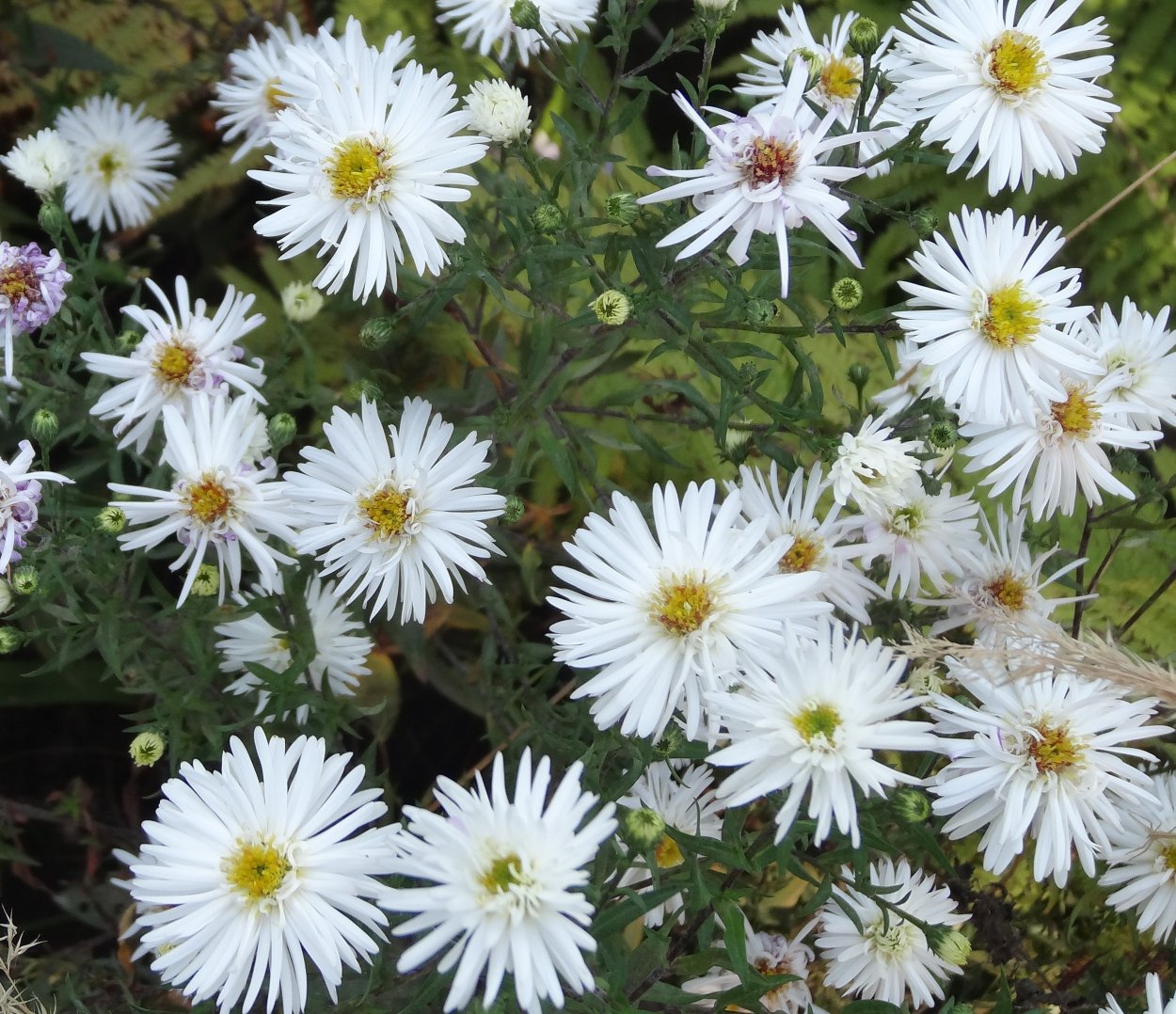 Астра новобельгийская Вайт Ледиз