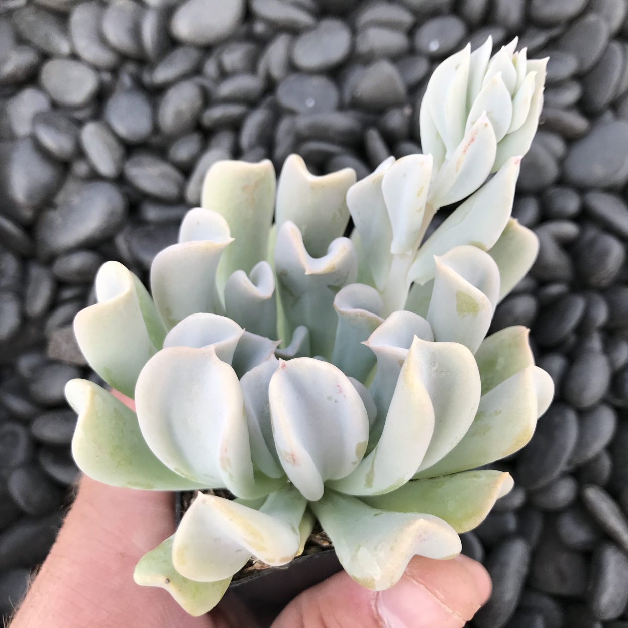 Эхеверия Руньона